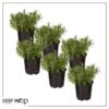 Live Aromatic and Edible Herb - Lavender (6 Per Pack), Natural Sleep Enhancer, 6" Tall by 4" Wide in 1 Pint Pot - Image 2