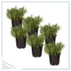 Live Aromatic and Edible Herb - Lavender (6 Per Pack), Natural Sleep Enhancer, 6" Tall by 4" Wide in 1 Pint Pot - Image 3