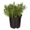 Live Aromatic and Edible Herb - Lavender (6 Per Pack), Natural Sleep Enhancer, 6" Tall by 4" Wide in 1 Pint Pot - Image 4