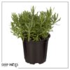 Live Aromatic and Edible Herb - Lavender (6 Per Pack), Natural Sleep Enhancer, 6" Tall by 4" Wide in 1 Pint Pot - Image 5