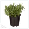 Live Aromatic and Edible Herb - Lavender (6 Per Pack), Natural Sleep Enhancer, 6" Tall by 4" Wide in 1 Pint Pot - Image 6