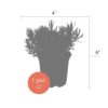 Live Aromatic and Edible Herb - Lavender (6 Per Pack), Natural Sleep Enhancer, 6" Tall by 4" Wide in 1 Pint Pot - Image 7