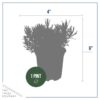 Live Aromatic and Edible Herb - Lavender (6 Per Pack), Natural Sleep Enhancer, 6" Tall by 4" Wide in 1 Pint Pot - Image 9