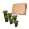Live Aromatic and Edible Herb - Lavender (6 Per Pack), Natural Sleep Enhancer, 6" Tall by 4" Wide in 1 Pint Pot - Image 10