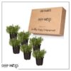 Live Aromatic and Edible Herb - Lavender (6 Per Pack), Natural Sleep Enhancer, 6" Tall by 4" Wide in 1 Pint Pot - Image 11