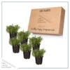 Live Aromatic and Edible Herb - Lavender (6 Per Pack), Natural Sleep Enhancer, 6" Tall by 4" Wide in 1 Pint Pot - Image 12