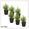 Live Aromatic and Edible Herb - Rosemary (6 Per Pack), Naturally Improves Breathing and Air Quality, 8" Tall by 3" Wide - Image 3