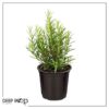 Live Aromatic and Edible Herb - Rosemary (6 Per Pack), Naturally Improves Breathing and Air Quality, 8" Tall by 3" Wide - Image 5