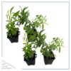 Live Aromatic and Healthy Herb - Lemon Verbena (4 Per Pack) - Naturally Improves Sleep Quality - 6" Tall by 3" Wide in 1 Pint Pot - Image 2