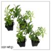 Live Aromatic and Healthy Herb - Lemon Verbena (4 Per Pack) - Naturally Improves Sleep Quality - 6" Tall by 3" Wide in 1 Pint Pot - Image 7