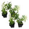 Live Aromatic and Healthy Herb - Lemon Verbena (4 Per Pack) - Naturally Improves Sleep Quality - 6" Tall by 3" Wide in 1 Pint Pot