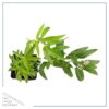 Live Aromatic and Healthy Herb - Lemon Verbena (4 Per Pack) - Naturally Improves Sleep Quality - 6" Tall by 3" Wide in 1 Pint Pot - Image 3