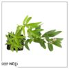 Live Aromatic and Healthy Herb - Lemon Verbena (4 Per Pack) - Naturally Improves Sleep Quality - 6" Tall by 3" Wide in 1 Pint Pot - Image 8