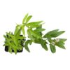Live Aromatic and Healthy Herb - Lemon Verbena (4 Per Pack) - Naturally Improves Sleep Quality - 6" Tall by 3" Wide in 1 Pint Pot - Image 4