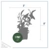 Live Aromatic and Healthy Herb - Lemon Verbena (4 Per Pack) - Naturally Improves Sleep Quality - 6" Tall by 3" Wide in 1 Pint Pot - Image 5