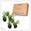 Live Aromatic and Healthy Herb - Lemon Verbena (4 Per Pack) - Naturally Improves Sleep Quality - 6" Tall by 3" Wide in 1 Pint Pot - Image 6