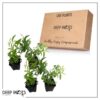 Live Aromatic and Healthy Herb - Lemon Verbena (4 Per Pack) - Naturally Improves Sleep Quality - 6" Tall by 3" Wide in 1 Pint Pot - Image 10