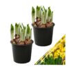 Live Beautiful Flowering Daffodil - Yellow (2 Plants Per Pack) - Healthy Spring Bulbs - Ships Dormant in 1.25 Quart Pot - Image 14