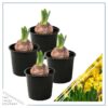 Live Beautiful Flowering Daffodil - Yellow (4 Plants Per Pack) - Healthy Spring Bulbs - Ships Dormant in 1 Pint Pot