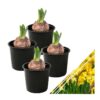 Live Beautiful Flowering Daffodil - Yellow (4 Plants Per Pack) - Healthy Spring Bulbs - Ships Dormant in 1 Pint Pot - Image 2