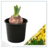 Live Beautiful Flowering Daffodil - Yellow (4 Plants Per Pack) - Healthy Spring Bulbs - Ships Dormant in 1 Pint Pot - Image 3