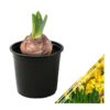 Live Beautiful Flowering Daffodil - Yellow (4 Plants Per Pack) - Healthy Spring Bulbs - Ships Dormant in 1 Pint Pot - Image 4