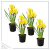 Live Beautiful Flowering Daffodil - Yellow (4 Plants Per Pack) - Healthy Spring Bulbs - Ships Dormant in 1 Pint Pot - Image 5