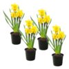 Live Beautiful Flowering Daffodil - Yellow (4 Plants Per Pack) - Healthy Spring Bulbs - Ships Dormant in 1 Pint Pot - Image 10