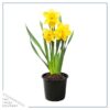 Live Beautiful Flowering Daffodil - Yellow (4 Plants Per Pack) - Healthy Spring Bulbs - Ships Dormant in 1 Pint Pot - Image 9