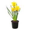 Live Beautiful Flowering Daffodil - Yellow (4 Plants Per Pack) - Healthy Spring Bulbs - Ships Dormant in 1 Pint Pot - Image 8