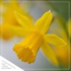 Live Beautiful Flowering Daffodil - Yellow (4 Plants Per Pack) - Healthy Spring Bulbs - Ships Dormant in 1 Pint Pot - Image 7