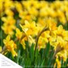 Live Beautiful Flowering Daffodil - Yellow (4 Plants Per Pack) - Healthy Spring Bulbs - Ships Dormant in 1 Pint Pot - Image 6
