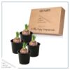 Live Beautiful Flowering Daffodil - Yellow (4 Plants Per Pack) - Healthy Spring Bulbs - Ships Dormant in 1 Pint Pot - Image 14