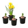 Live Beautiful Flowering Daffodil - Yellow (4 Plants Per Pack) - Healthy Spring Bulbs - Ships Dormant in 1 Pint Pot - Image 13