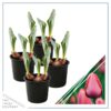 Live Beautiful Flowering Tulip - Pink (4 Plants Per Pack) - Healthy Spring Bulbs - Ships Dormant in 1 Pint Pot