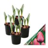 Live Beautiful Flowering Tulip - Pink (4 Plants Per Pack) - Healthy Spring Bulbs - Ships Dormant in 1 Pint Pot - Image 2