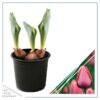 Live Beautiful Flowering Tulip - Pink (4 Plants Per Pack) - Healthy Spring Bulbs - Ships Dormant in 1 Pint Pot - Image 3