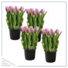 Live Beautiful Flowering Tulip - Pink (4 Plants Per Pack) - Healthy Spring Bulbs - Ships Dormant in 1 Pint Pot - Image 4