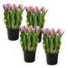 Live Beautiful Flowering Tulip - Pink (4 Plants Per Pack) - Healthy Spring Bulbs - Ships Dormant in 1 Pint Pot - Image 9