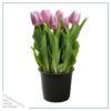 Live Beautiful Flowering Tulip - Pink (4 Plants Per Pack) - Healthy Spring Bulbs - Ships Dormant in 1 Pint Pot - Image 8