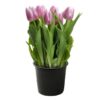 Live Beautiful Flowering Tulip - Pink (4 Plants Per Pack) - Healthy Spring Bulbs - Ships Dormant in 1 Pint Pot - Image 7