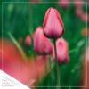 Live Beautiful Flowering Tulip - Pink (4 Plants Per Pack) - Healthy Spring Bulbs - Ships Dormant in 1 Pint Pot - Image 6