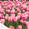 Live Beautiful Flowering Tulip - Pink (4 Plants Per Pack) - Healthy Spring Bulbs - Ships Dormant in 1 Pint Pot - Image 5