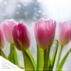 Live Beautiful Flowering Tulip - Pink (4 Plants Per Pack) - Healthy Spring Bulbs - Ships Dormant in 1 Pint Pot - Image 10
