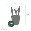 Live Beautiful Flowering Tulip - Pink (4 Plants Per Pack) - Healthy Spring Bulbs - Ships Dormant in 1 Pint Pot - Image 11