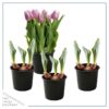 Live Beautiful Flowering Tulip - Pink (4 Plants Per Pack) - Healthy Spring Bulbs - Ships Dormant in 1 Pint Pot - Image 13