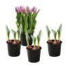 Live Beautiful Flowering Tulip - Pink (4 Plants Per Pack) - Healthy Spring Bulbs - Ships Dormant in 1 Pint Pot - Image 14