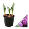 Live Beautiful Flowering Tulip - Purple (4 Plants Per Pack) - Healthy Spring Bulbs - Ships Dormant in 1 Pint Pot - Image 4