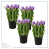 Live Beautiful Flowering Tulip - Purple (4 Plants Per Pack) - Healthy Spring Bulbs - Ships Dormant in 1 Pint Pot - Image 5