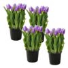 Live Beautiful Flowering Tulip - Purple (4 Plants Per Pack) - Healthy Spring Bulbs - Ships Dormant in 1 Pint Pot - Image 10